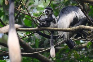 Guereza Colobus