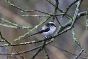 Long-tailed Tit