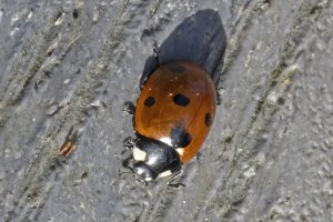 7-spot Ladybird