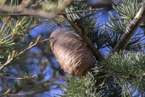 Wasp nest?