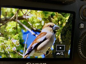 Hawfinch