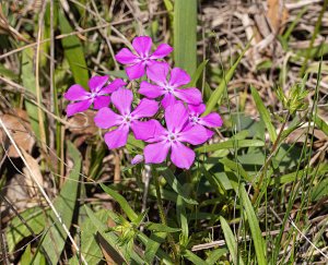 Pointed Phlox