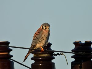 American Kestrel (male)