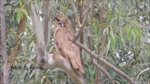 Raptor-227 : Dusky Eagle Owl : Amazing Wildlife of India by Renu Tewari and Alok Tewari