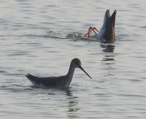 Spotted Redshanks