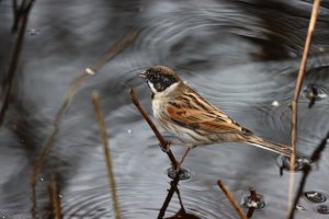 Reed Bunting (M)
