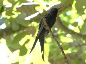 Swallow-tailed Hummingbird