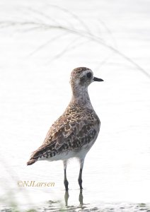 Pacific Golden Plover