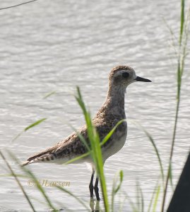 Pacific Golden Plover