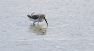 Western Sandpiper