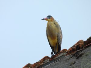 Whistling Heron