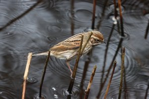 Reed Bunting (F)