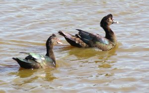 Pato do Mato (Cairina moschata)