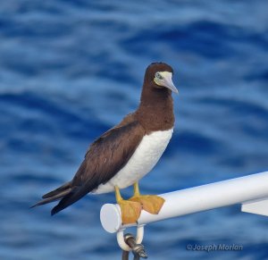 Brown Booby