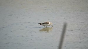 Western Sandpiper eating