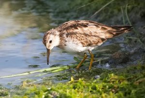 Least Sandpiper