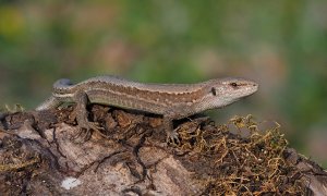 Meadow Lizard