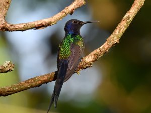 Swallow-tailed Hummingbird