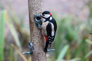 Great Spotted Woodpecker