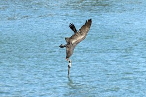 Brown pelican