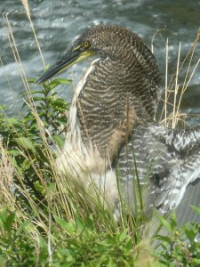 Tiger Heron