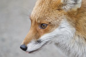 Red fox