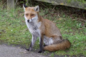 Red fox