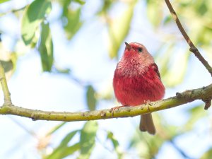 Pink-headed warbler