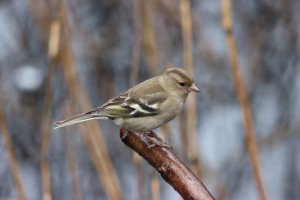 Chaffinch (F)