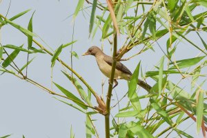 African Thrush