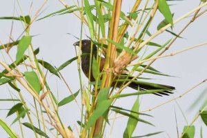 Senegal Coucal- Black Morph