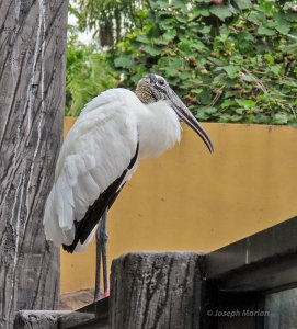 Wood Stork