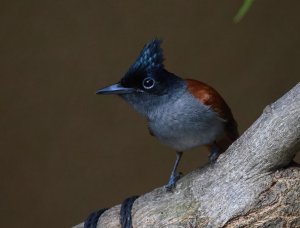 Asian Paradise-flycatcher 4.JPG