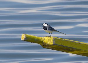 White Wagtail