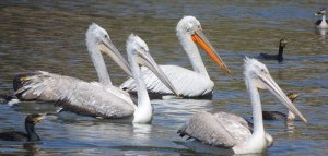 Dalmation Pelicans