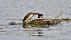 Short love of Great Crested Grebes.1