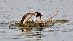 Short love of Great Crested Grebes. 2