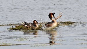 Short love of Great Crested Grebes. 3