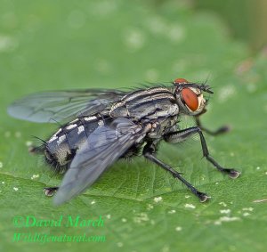 Flesh Fly