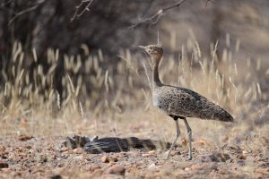 Buff-crested Bustard fem.