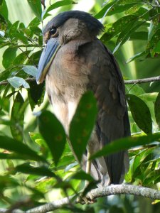 Boat Billed Heron