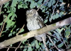 Middle-American Screech-Owl