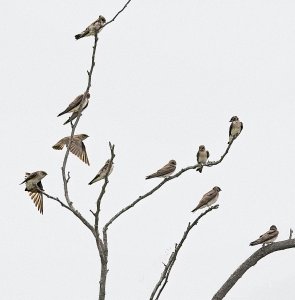 Northern Rough-winged Swallows