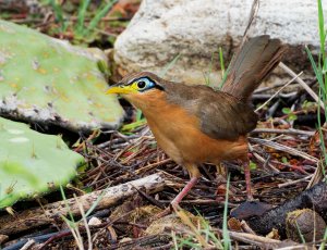 Lesser ground-cuckoo