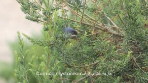 Menetries's warbler