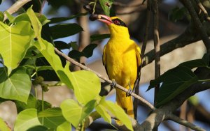 Black-naped Oriole