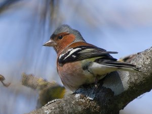 Common Chaffinch