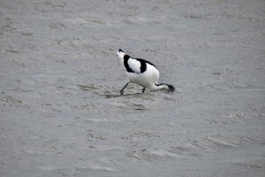 Avocet