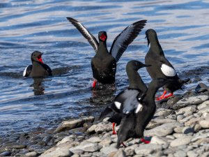 Black Guillemots