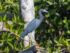 Little Blue Heron